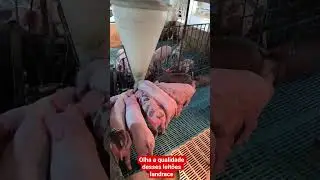 lote de leit&otilde;es landrace P.O do Fernando su&iacute;nos..#suinocultura #porco