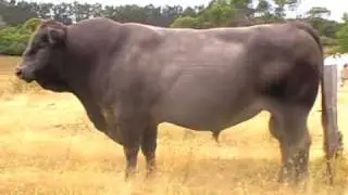 Big Murray Grey Bull - Bundaleer Zurich Z48