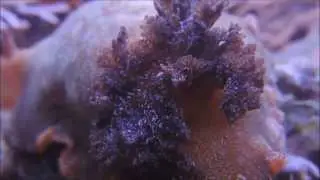 platydoris argo