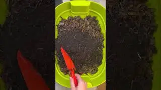 Adding worms to a new worm bin 🪱#Shorts #WormComposting #UrbanGardening #gardensoil #ASMR #slowlife