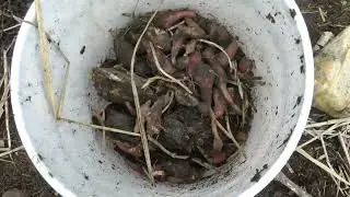 Growing food in a wild area