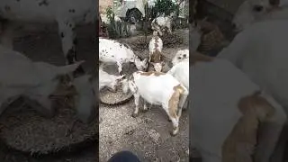 Barbri got Faram Rj13 🐐 Gajsinghpur ❤️ राजस्थान #barbarigotfaram #gotfarming  got Faram rajsthan