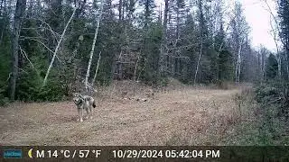 Timber Wolf in the Superior Nation Forest