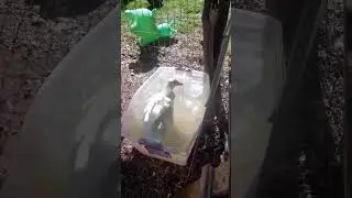 patolin ba&ntilde;&aacute;ndose #cute #funnycats #animals #Donald