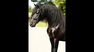 Givenchy, Friesian Horses  for sale  