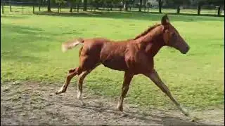 Puledro Foal