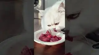 The ASMR cat eats beef #asmr #cat #satisfyingvideo #eating #cateat #asmrbeef #pets