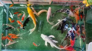 UNBOXING IKAN HIAS, IKAN KOI, IKAN MAS KOKI, IKAN CUPANG, LELE, GLOFISH, MANFISH, GOLDFISH #video 