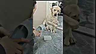 Love of mother ❤️ #shorts#youtube#youtubeshorts #love#mom#animals#lover#ytshorts#mother#love#animal