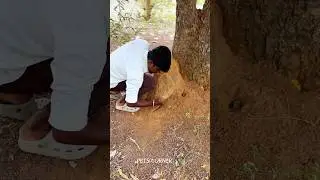 நல்ல பெரிய கரையான் ha இருக்குது😳⁉️#petsvlog #petsvedios #petsvlogger #petsvolg #petscorner #ytshort
