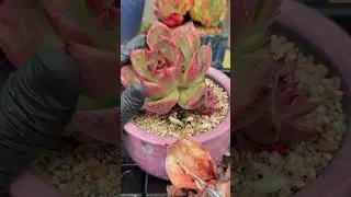 Future Proof Indoor Gardening 🌵 Succulent Care That Lasts for Years