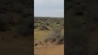 Cholistan Locust operation