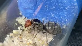 Myrmecocystus placodops queen cares for her eggs and larvae