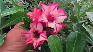 Rosas do deserto com  enxertos enormes por r$ 35