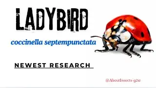 Beautiful but Powerful 🐞 | Secrets of the Ladybug