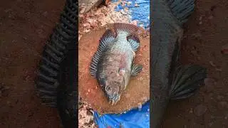 Amazing!! Talapia Fish Cutting Skills in Bangladesh Fish Market 😱 || #shorts #fishcutting_expert