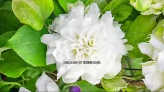 Roberta's 3-piece Long-Blooming Double Clematis on QVC
