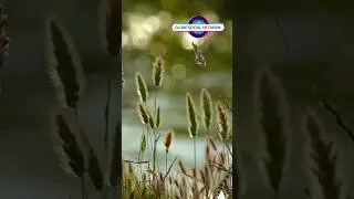 Guided  Quantum Meditation Journey: Deep Breathing with Calming Music. #meditationtechniques  #soul.