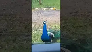 Этот павлин не в себе 🦚#павлин #павлины #смешной #короткий #длятебя