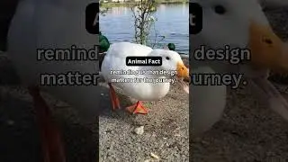 Why Do Ducks Have Webbed Feet? Water Walkers! 🦆🌊 #animals #facts
