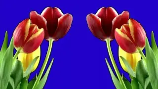 Flower's Animation Blue Background Chroma Key Effects HD No Copyright