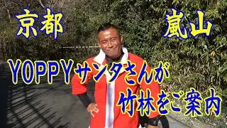 京都 嵐山 YOPPYサンタさんが竹林をご案内