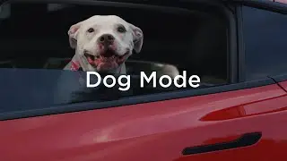 Discover: Dog Mode