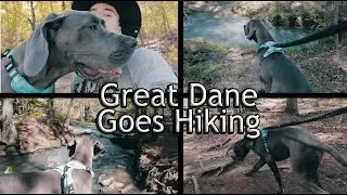 Great Dane Goes Hiking