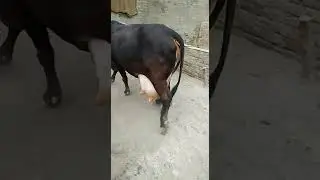 Best quality cows supplyer in Karnal