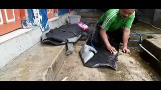 Bongkar Kursi Jok Depan Honda Brio, Sekaligus Ganti Karpet Dasar Supaya Terlihat Baru Kembali #brio