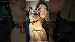 Tonkinese Cats Social Butterflies of the Feline World #tonkinesecats #socialbutterflies #feline