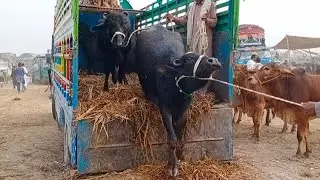 ponsse buffalo loading,buffalo loading,buffalo terastation loading kernel error,buffalo terastation