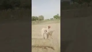 halal rizak in ebadat Hafiz faiaz