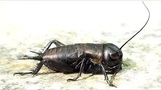 Gryllus - Cricket - Grillon : On a Bench #nature  #animals