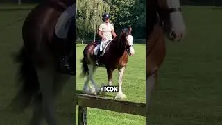 Three Extraordinary Horse Breeds #horse #equestrianjourney #facts #animals #shorts