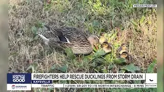 Kaysville Fire Department rescues ducklings twice in 48 hours