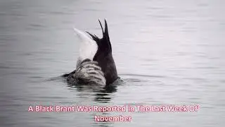 A Taste Of Winter. Some of the birds along the Emsworth to Warblington shore. Winter of 2021 to 2022