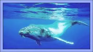 Underwater Whale Sounds - Full 60 Minute Ambient Soundscape