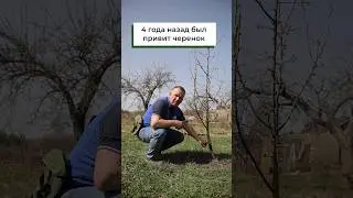 Оцените результат! 4 года после перепрививки.