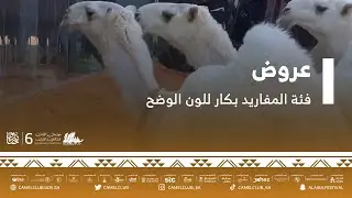عروض فئة المفاريد بكار للون الوضح ضمن مسابقات #مهرجان_الملك_عبدالعزيز_للإبل6