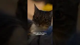 Night Vision: How Cats See in the Dark #catvision #nightvision #cateyes