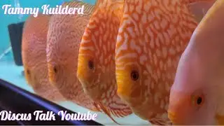 Discus Talk: Quarantine