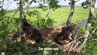 Terugblik op zeearend seizoen 2024