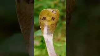 The Creature Powers of the Spectacled Cobra 🐍 #shorts