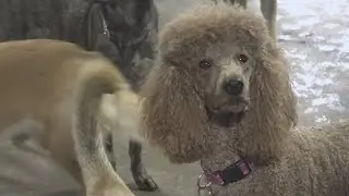 Animal advocates offer winter weather tips