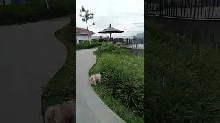 Eisen 💟🐕&zwj;🦺🐶at Hotel Niagara Parapat!