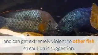 Fast Fish Facts: Green Terror Cichlid General Info