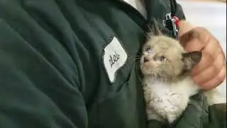 Operation Kitty Rescue @ Gilleland Chevrolet - Cadillac