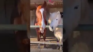 Baron & Dylano &ndash; Best Buddies auf 4 Hufen  #pferdeliebe #pferdecommunity #horseempowerment
