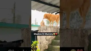 Shadow Ki Mummy Aagyi😍❤️ Shadow Crazy Reaction🔥 #minivlog #funny #shortvideo #shadow